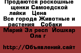 Продаются роскошные щенки Самоедской лайки › Цена ­ 40 000 - Все города Животные и растения » Собаки   . Марий Эл респ.,Йошкар-Ола г.